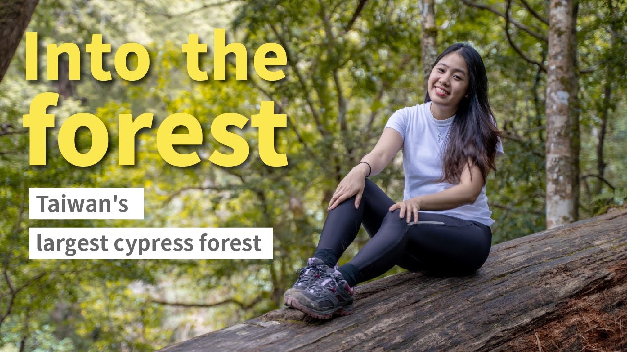 ◐ LiHo Taiwan ◑Into the forest: Taiwan's largest cypress forest│Hsinchu │Cinsbu│新竹│鎮西堡│巨木群步道