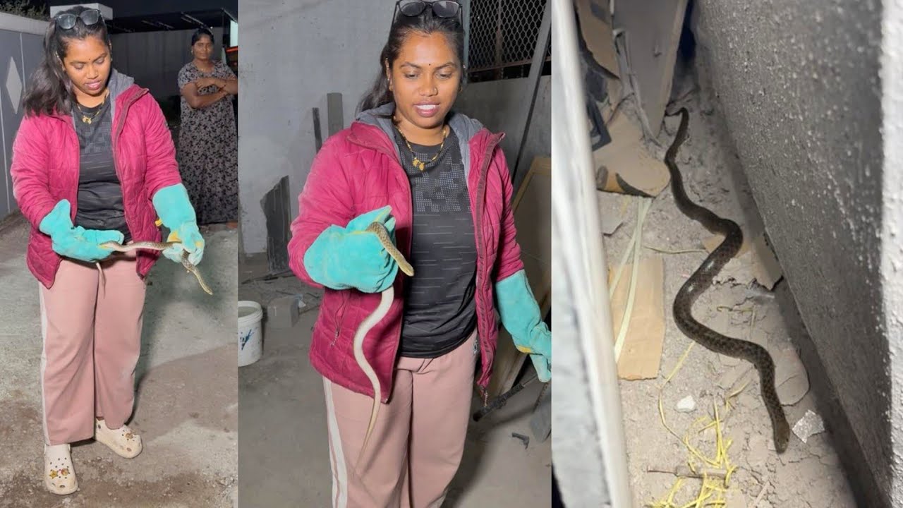 🐍 घरांचे कामे करताना सावधान ..? कुठे कुठे लपून बसतात साप पाहा तुम्हीचं🐍