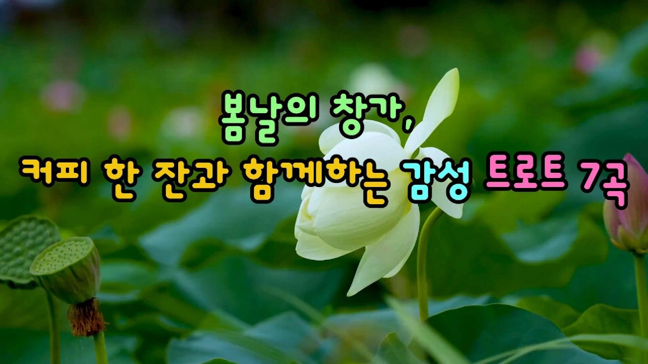 봄날의 창가, 커피 한 잔과 함께하는 감성 트로트 7곡  #트로트 #감성트로트 #봄노래 #커피와함께듣기좋은곡 #봄플리 #휴식음악 #Trot #K_Music #SpringVibe