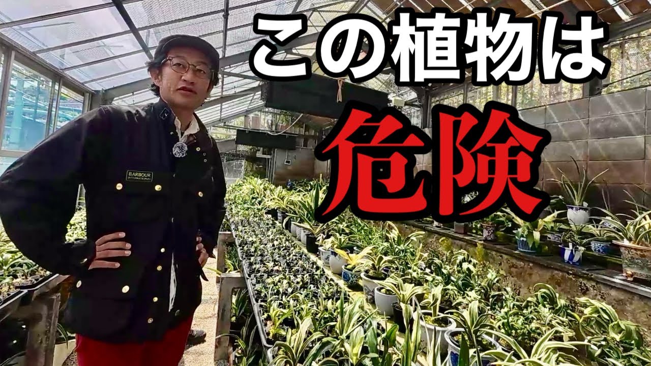 聞いた人が次々沼る。。。知ると戻れないオモトの世界        【園芸超人カーメン君】【おもとの豊明園】