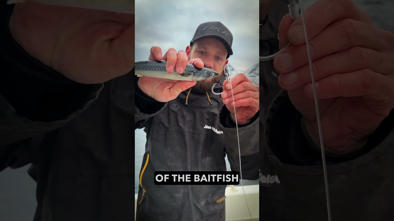 How To Rig a Baitfish With a Circle Hook for Increasing Hook-up Rate