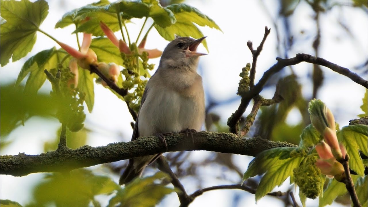 Garden Warbler Singing