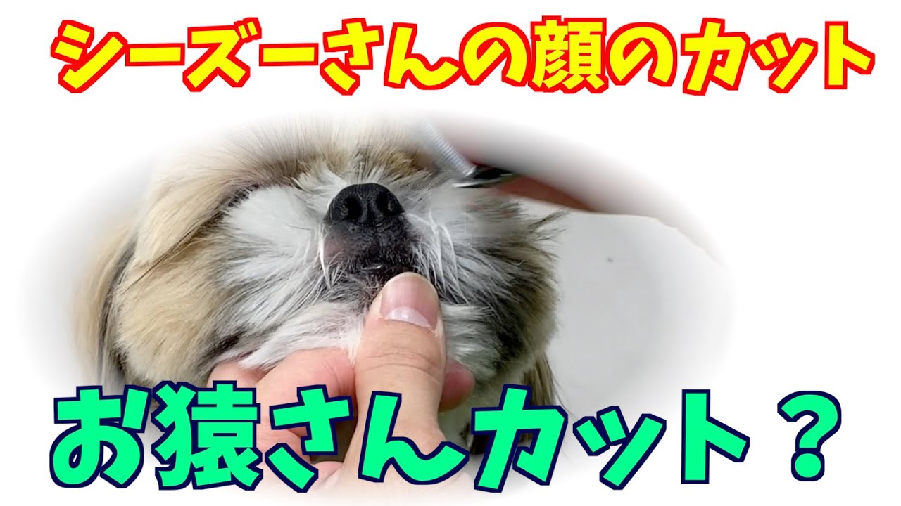 お猿さんカット？【シーズーのお顔のカット：トリミング】