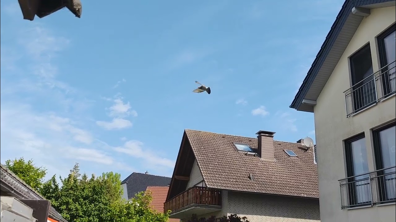 Der 4. Preisflug 2025 / 4. Race 2025