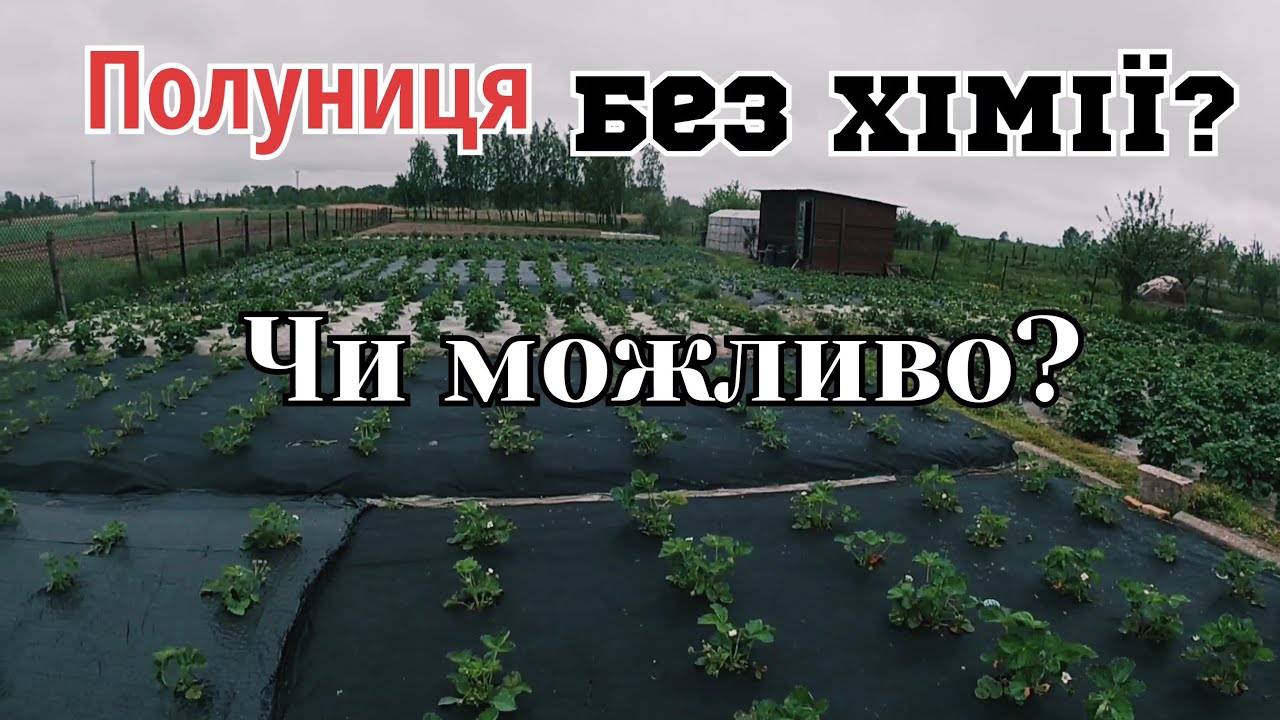 Полуниця без хімії,мій досвід вирощування/Вирощування полуниці на Поліссі/Полуниця на агроволокні