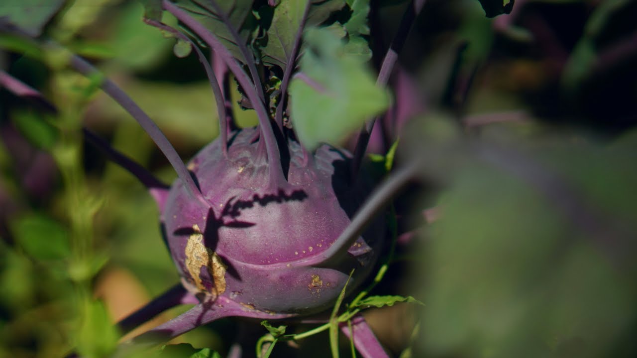 Warum spaltet sich mein Kohlrabi?!?! Kohlrabi anbauen