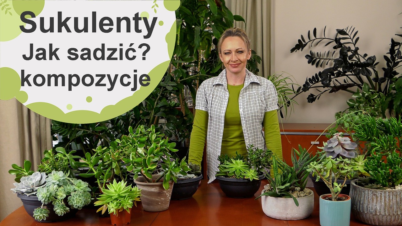 Sukulenty. Kompozycje z sukulentów. Jak sadzić i pielęgnować?
