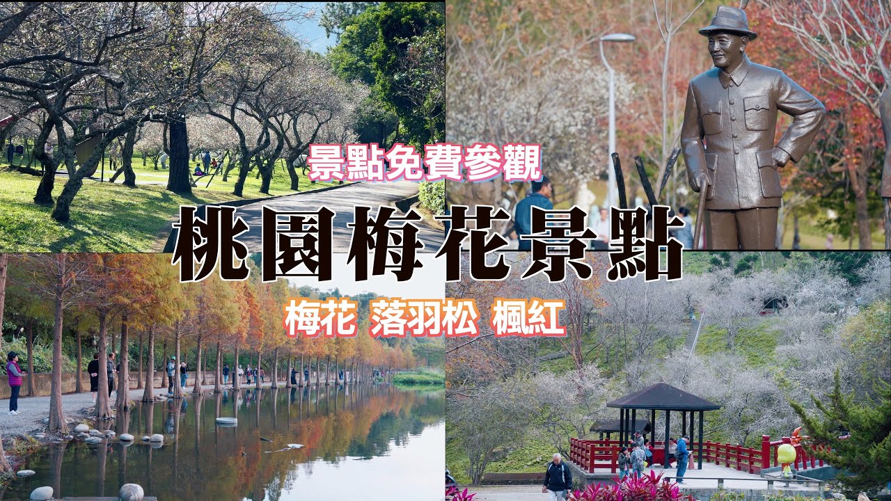 2024 桃園3個賞梅景點 I 角板山行館梅花已經開了 約開5成 預計1/6滿開 I 石門水庫梅花約開3成 楓紅已滿開 I 慈湖蔣公銅像公園梅花滿開 落羽松、楓紅滿開 I 月眉人工濕地落羽松最美時刻