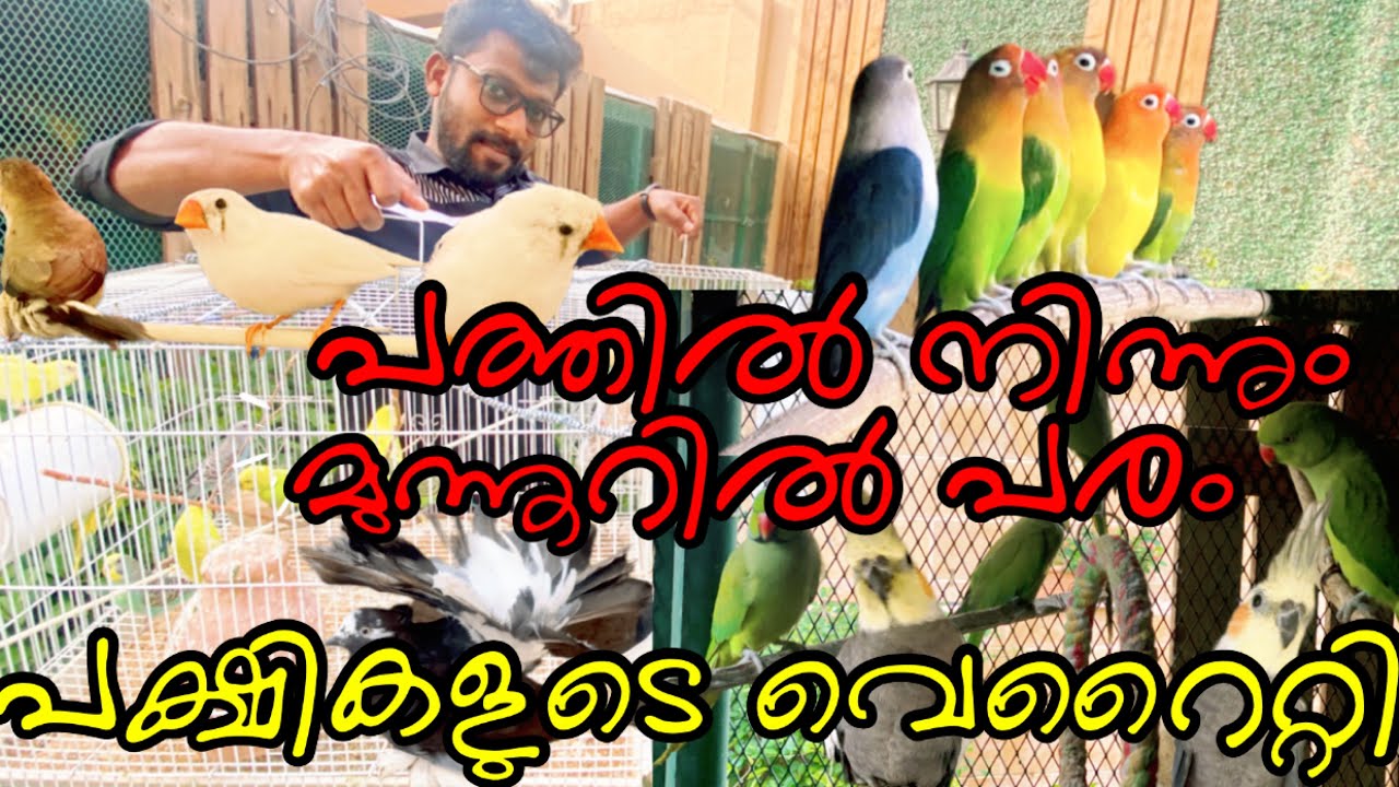 പത്തെണ്ണത്തിൽ നിന്നും മുന്നൂറിൽ പരം പക്ഷികളുടെ വെറൈറ്റീസോ ? അതും ഗൾഫ് നാട്ടിൽ @Alhousedriver