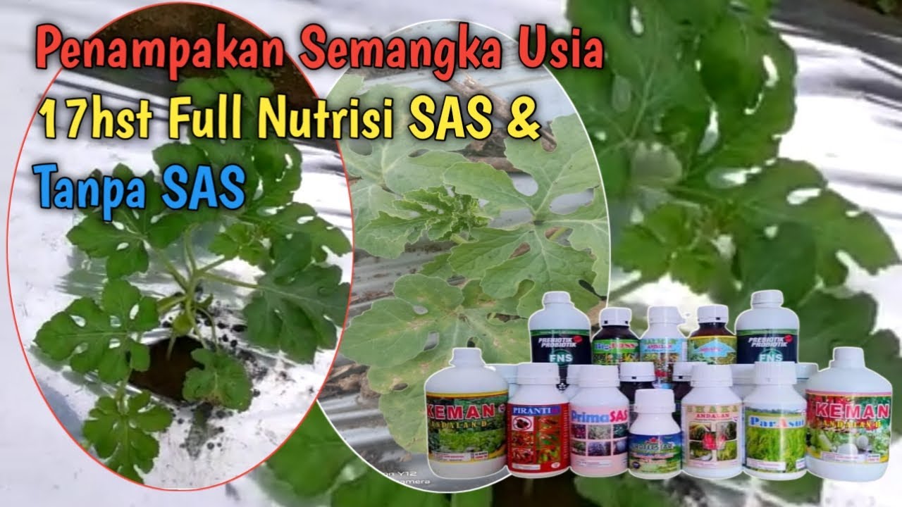 Penampakan Semangka Usia 17hst Full Nutrisi SAS & Tanpa SAS  #Short