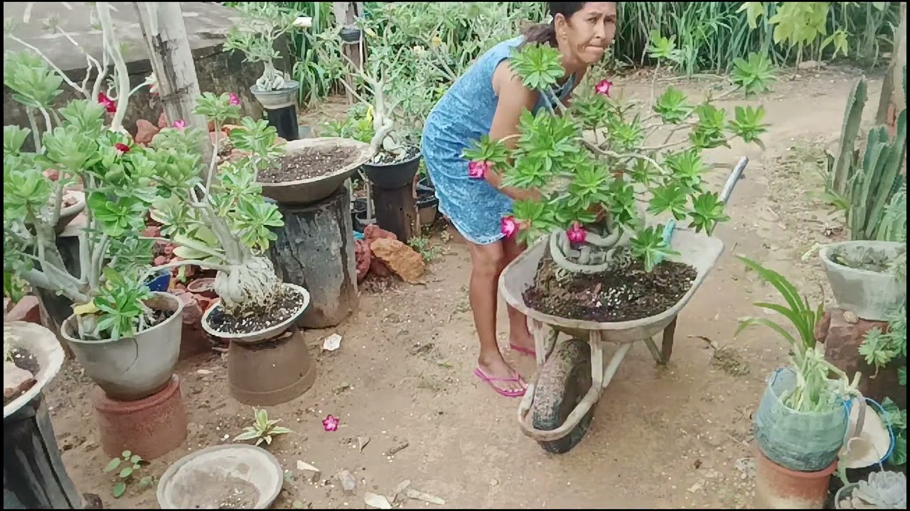 Dia de chuva ☂️🌧️minhas Rosas pedindo  adubação 🌻🌹 