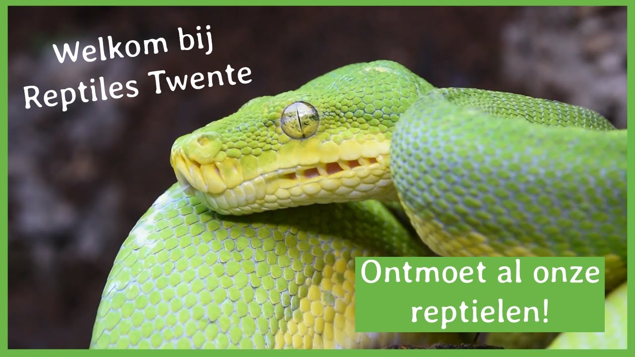 Welkom bij Reptiles Twente