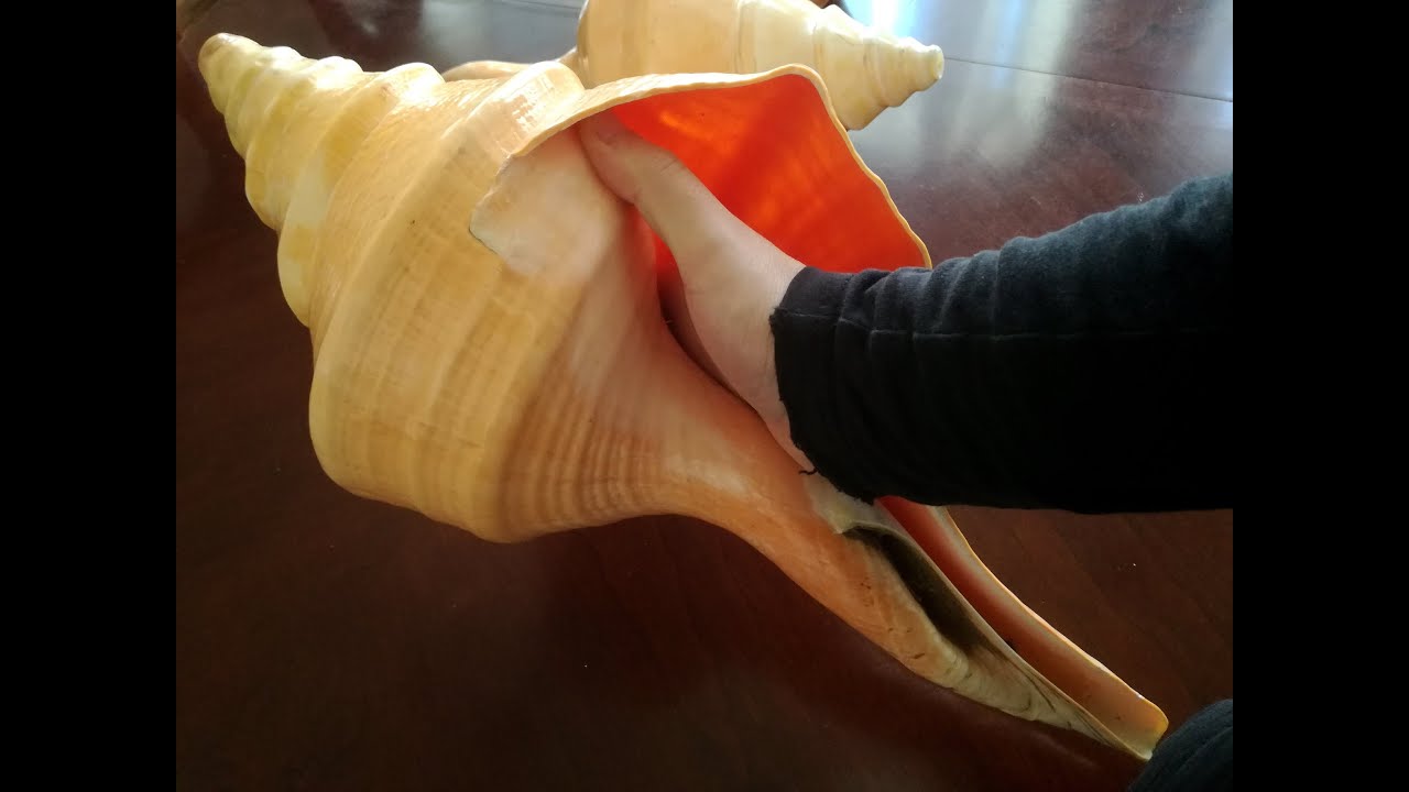Giant horn shell trumpet / caracola trompeta o pututo gigante