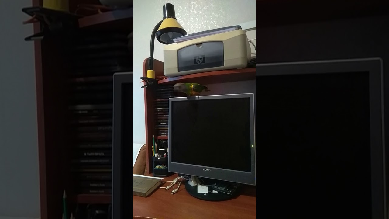 Сенегальский попугай Рокки Б знакомство с компьютером 01
