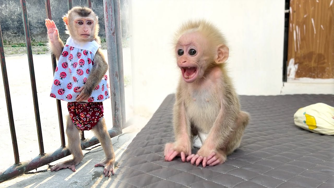 Monkey Tina ran out to find her mother leaving Xuka alone at home, so pitiful.