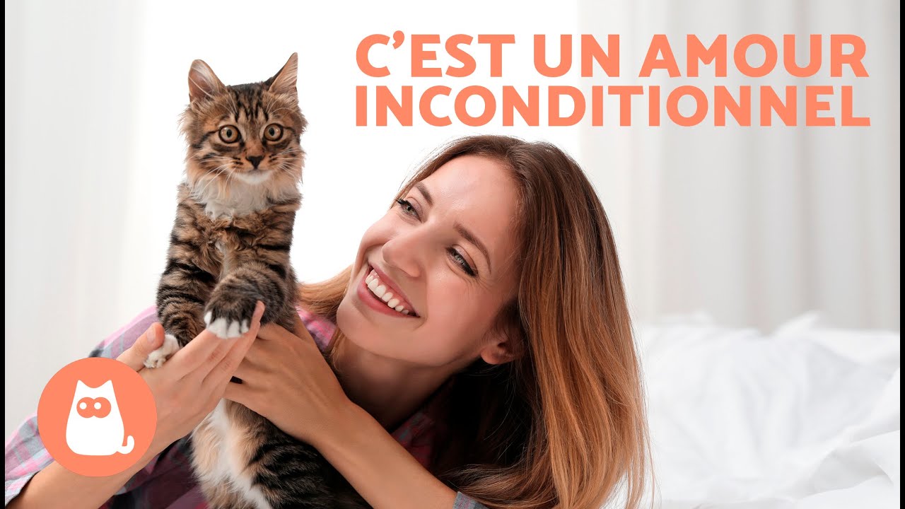 Comment AMÉLIORER ma RELATION AVEC MON CHAT 🐱❤️🧍‍♀️