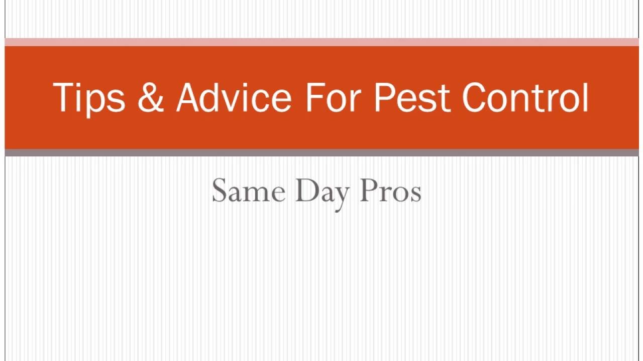 Tips & Advice For Pest Control