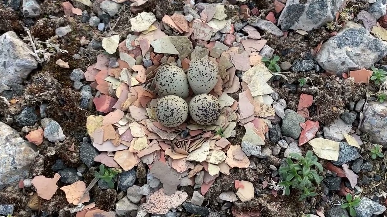 A nice couple of surprises!