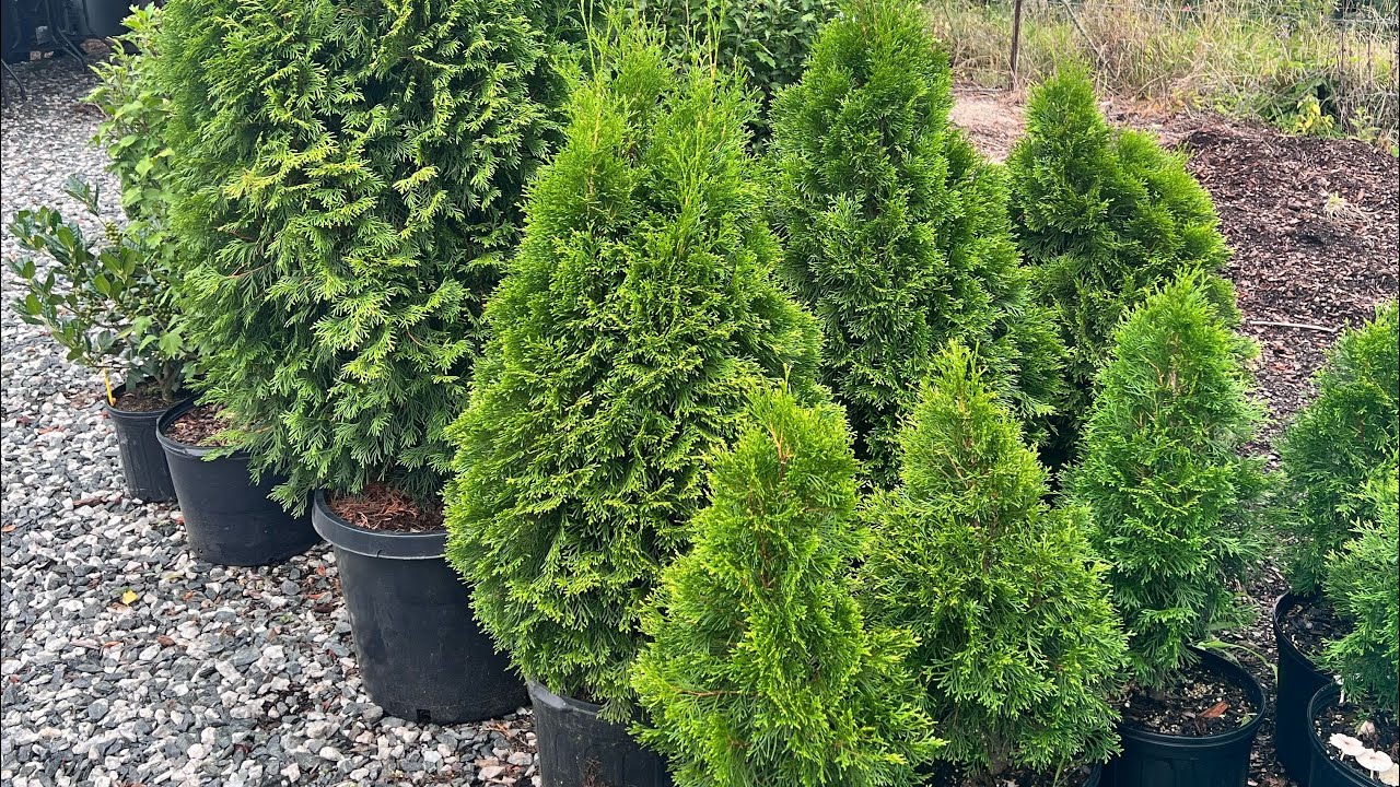 The five best screening trees for the Asheville area.