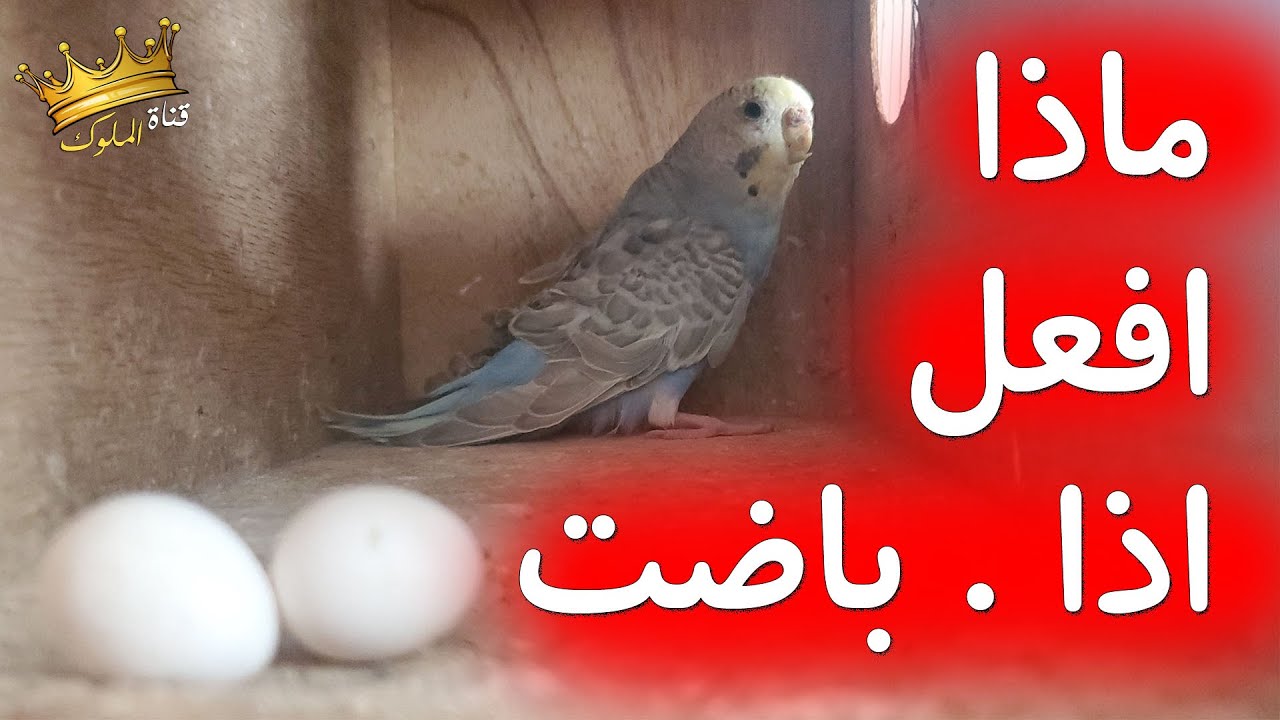 ماذا افعل اذا باضت انثى البادجي