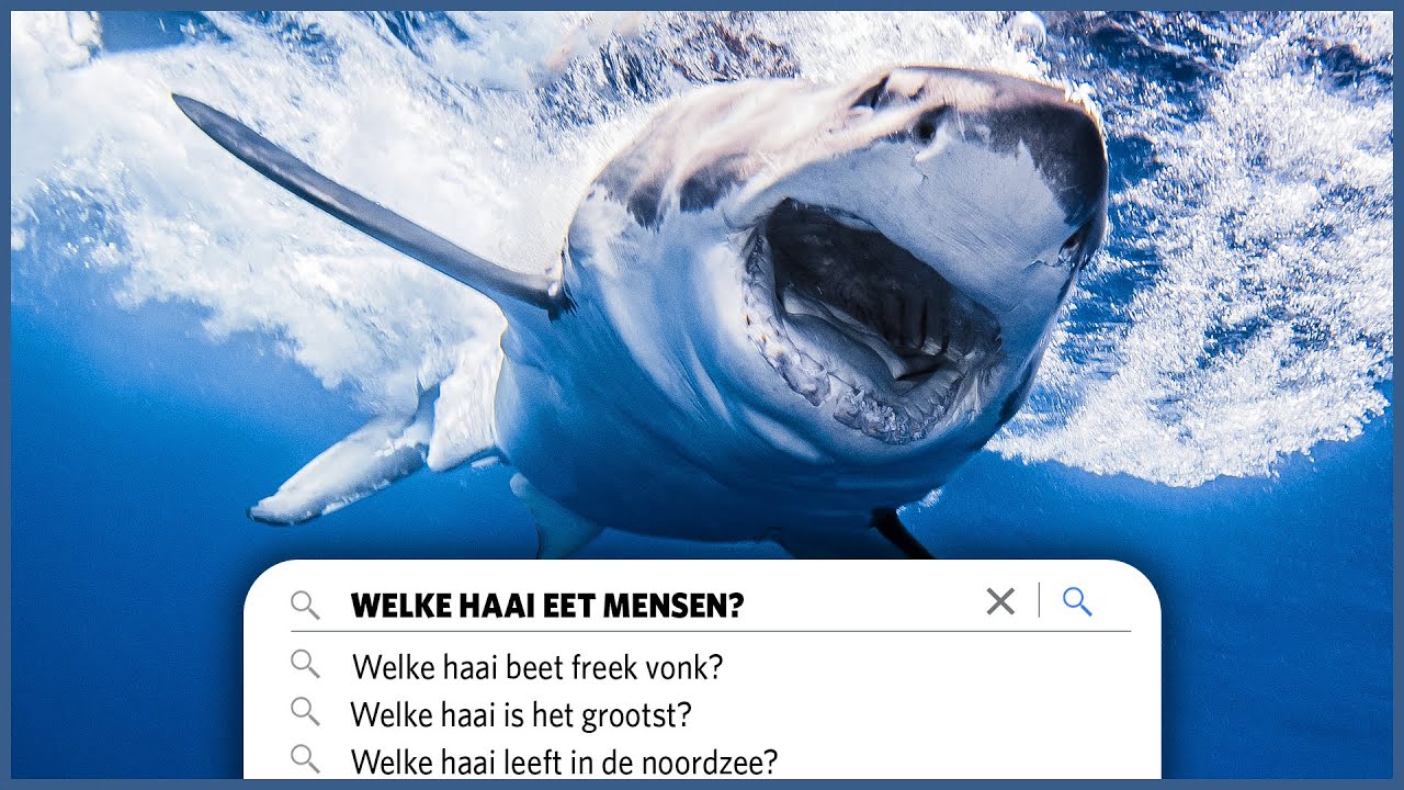 De 35 meest gestelde vragen over de haai🦈