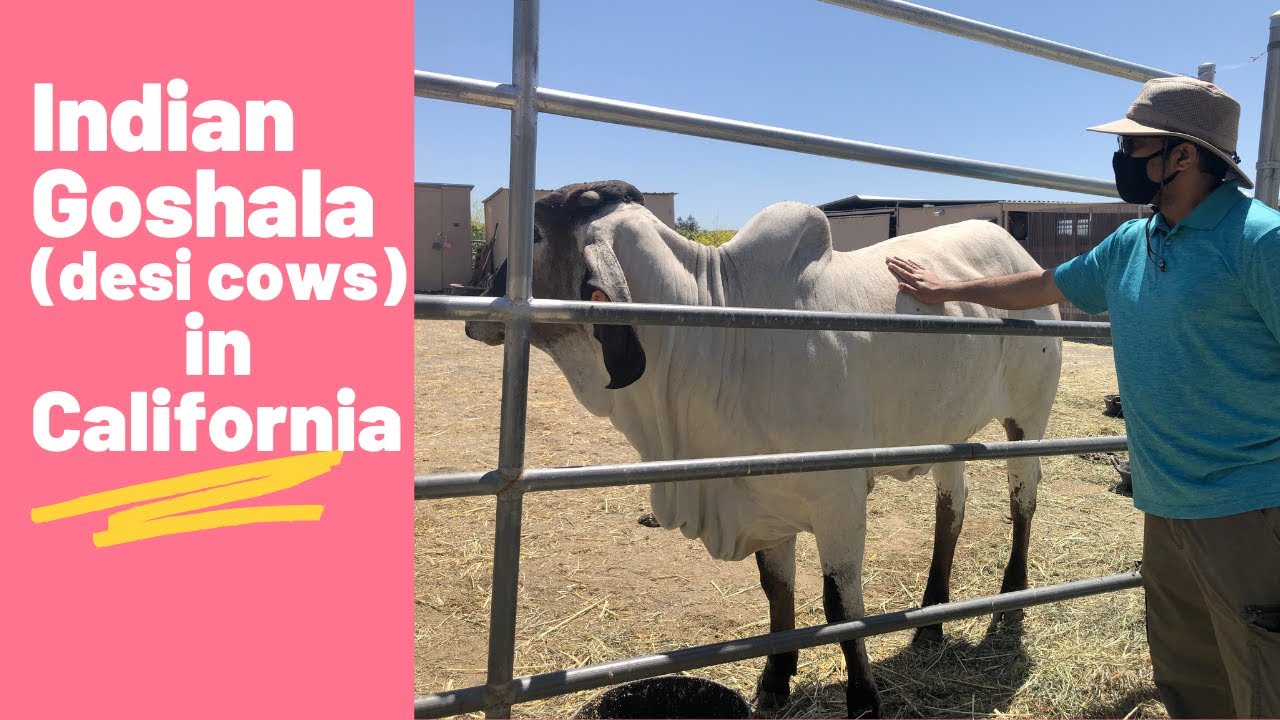 Surabhi Go Kshetra | Indian Goshala | Desi Gyr cow breed in California