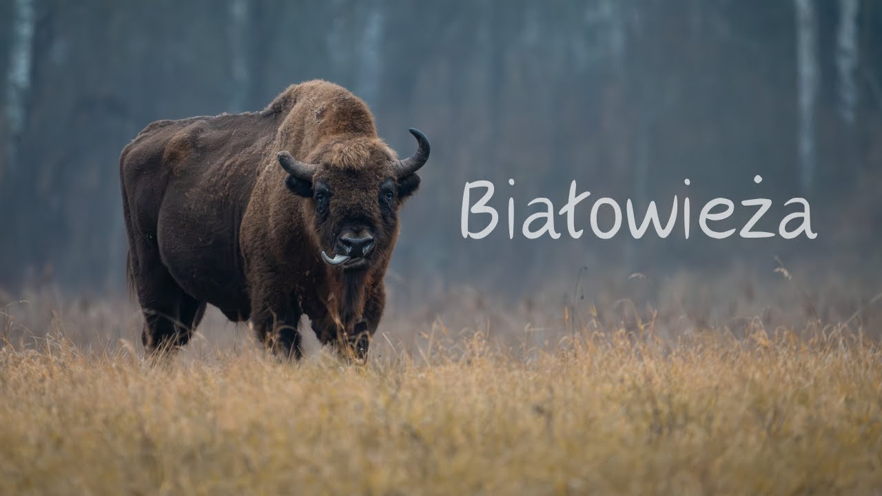 Białowieża // fotografia przyrodnicza // sony a1 // sony 200-600 //