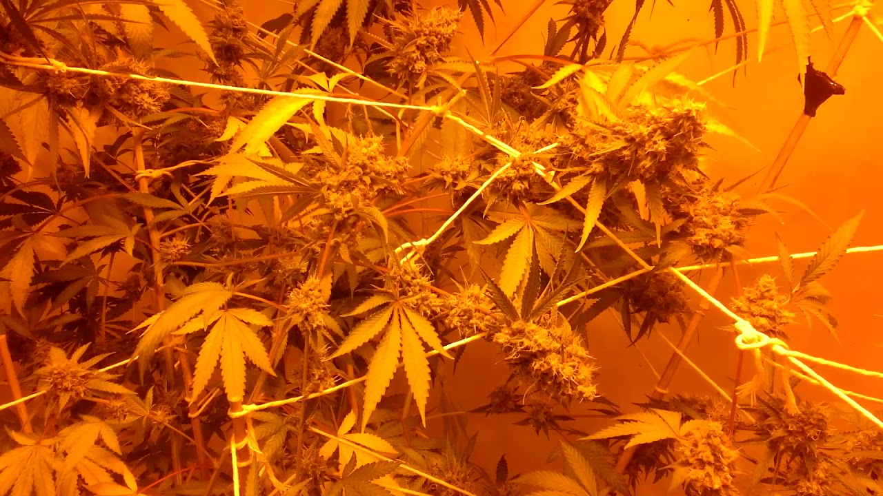 Growing Cannabis: Final days of flowering on Jesus OG by TGA subcool seeds