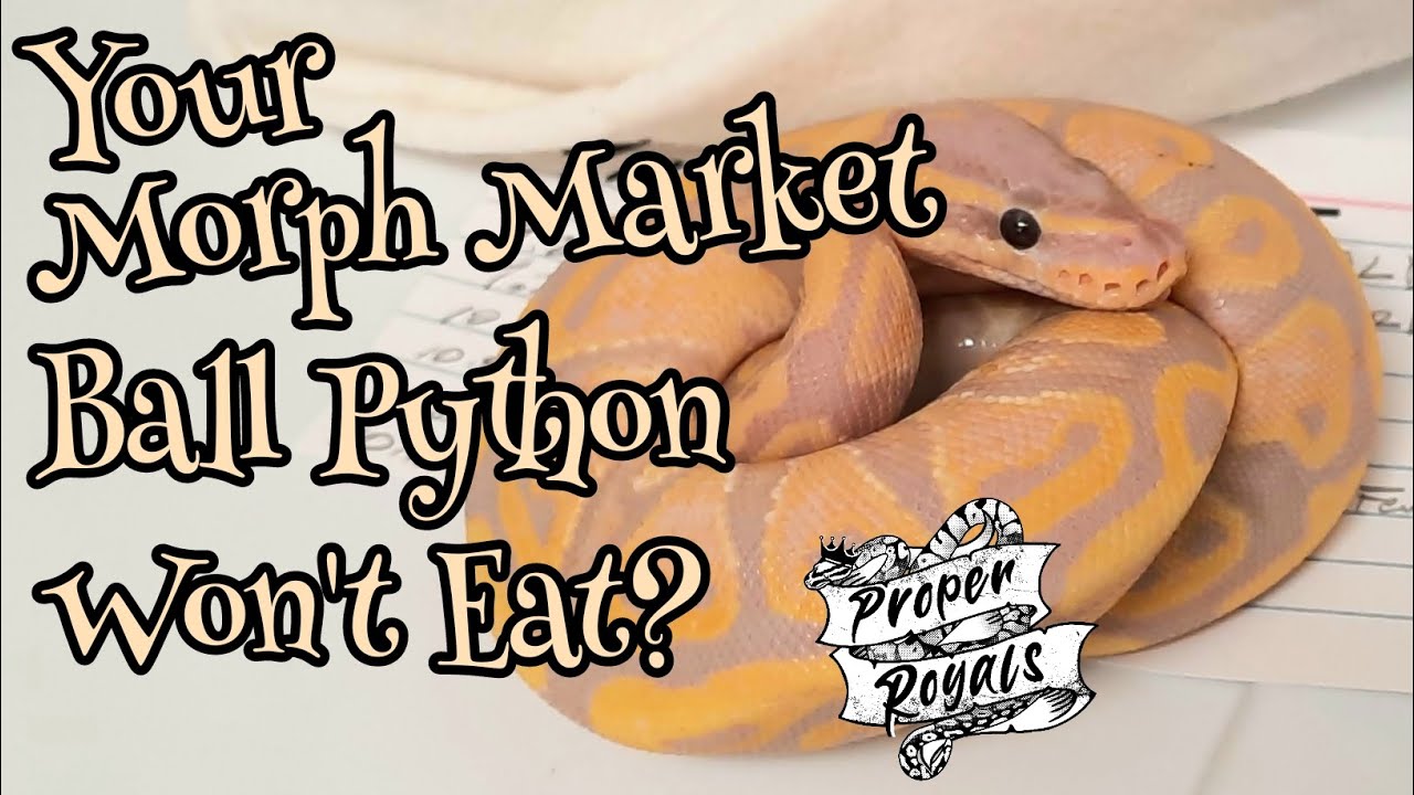 New snake won't eat - Bought on MorphMarket
