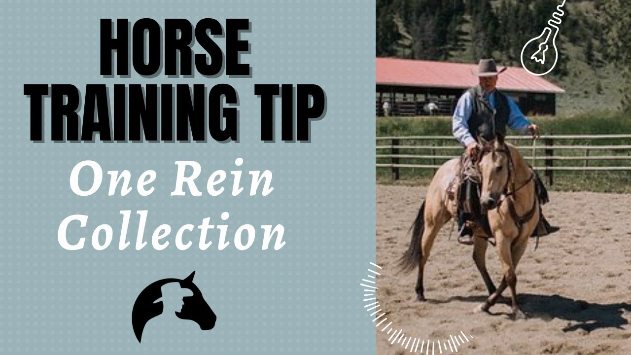 Horse Training Pro Tips: Mastering One Rein Collection for Seamless Communication!