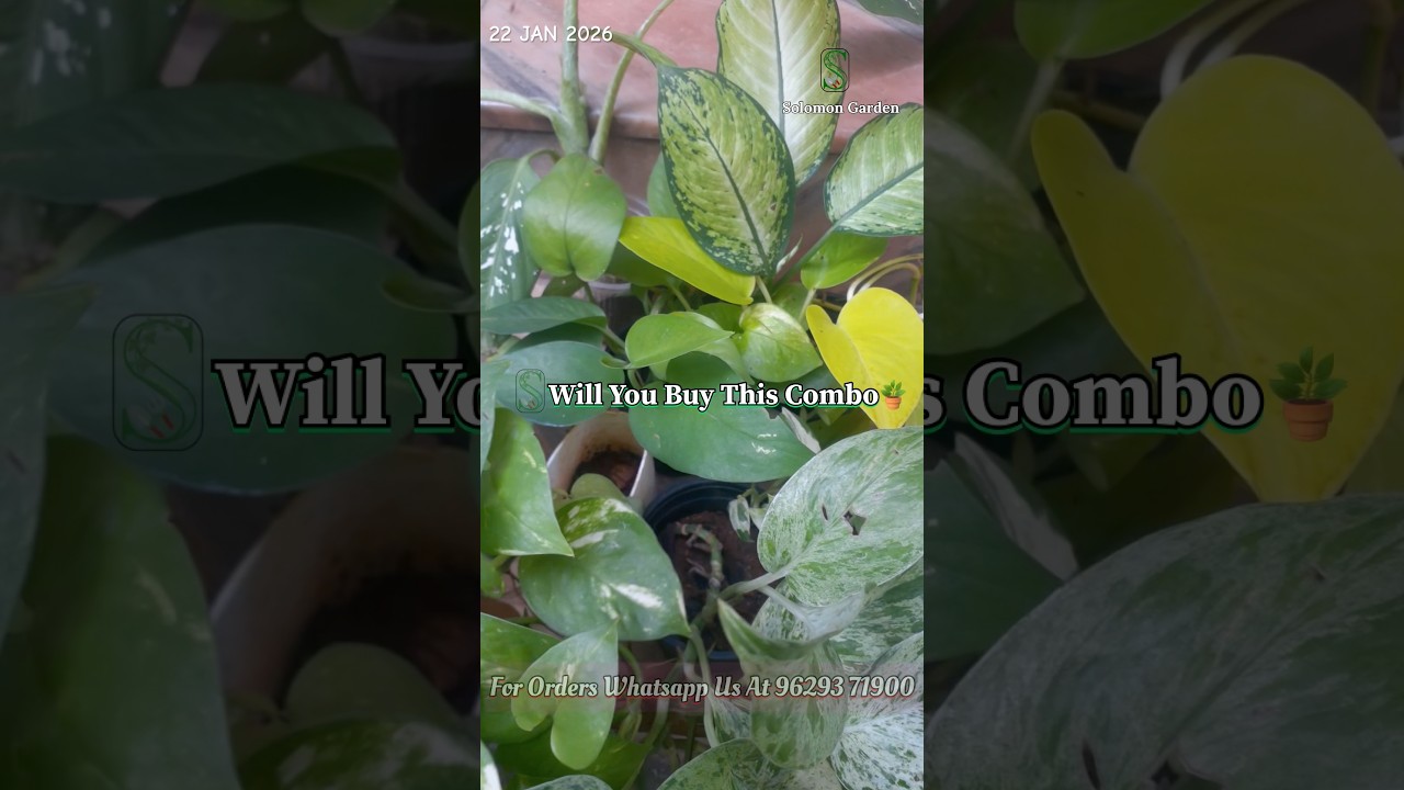 Will you buy this Plant combo🪴 + Free shipping | Solomon Garden 