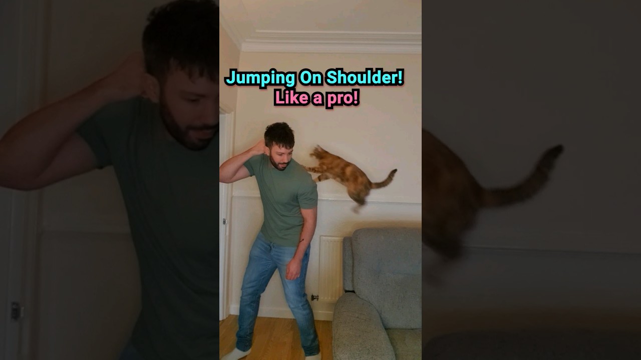Тренируйте плечи вашего кота за 3 простых шага! #шорты