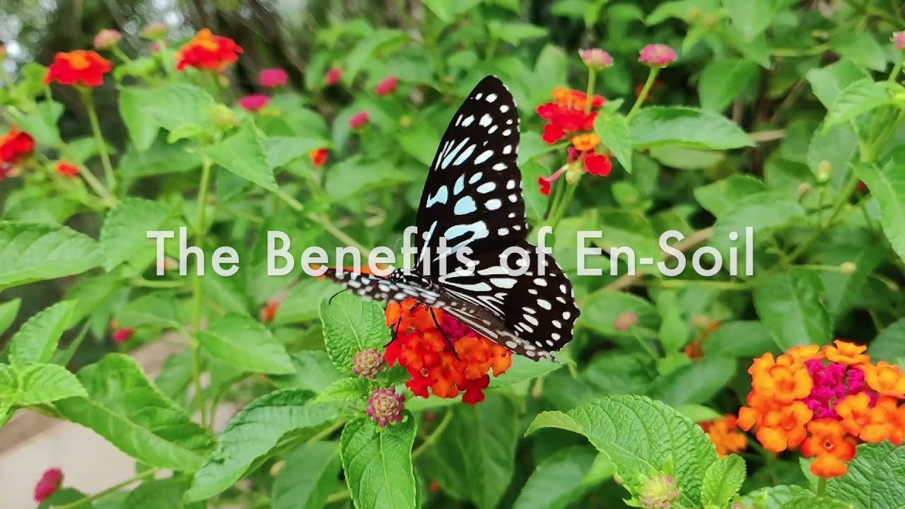 En Soil University, Episode 1:  How to do a Root Drench for Stressed Plants with En-Soil Algae