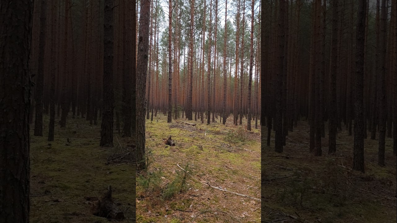 Естественная красота леса. Это НАДО ВИДЕТЬ 👀👀👀 #лес #природа #беларусь