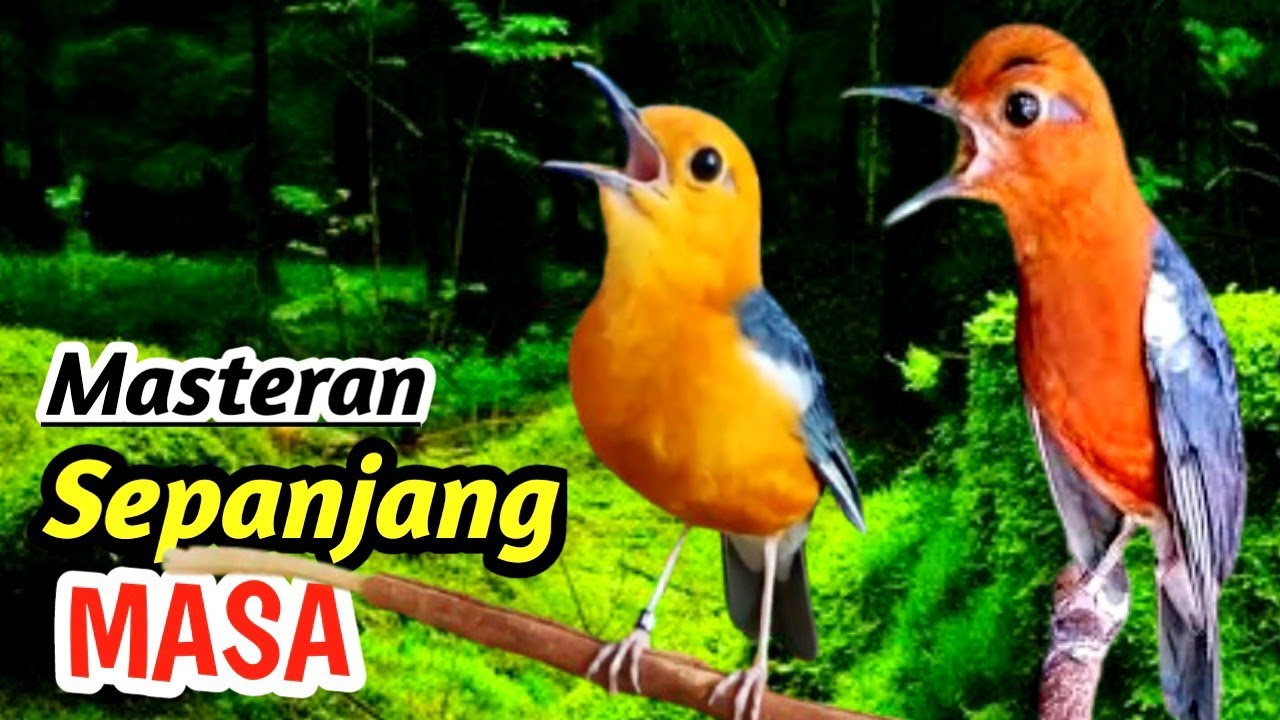 Masteran Anis Merah Mental Juara ala Manchester United – Full Isian Variatif & Tajam