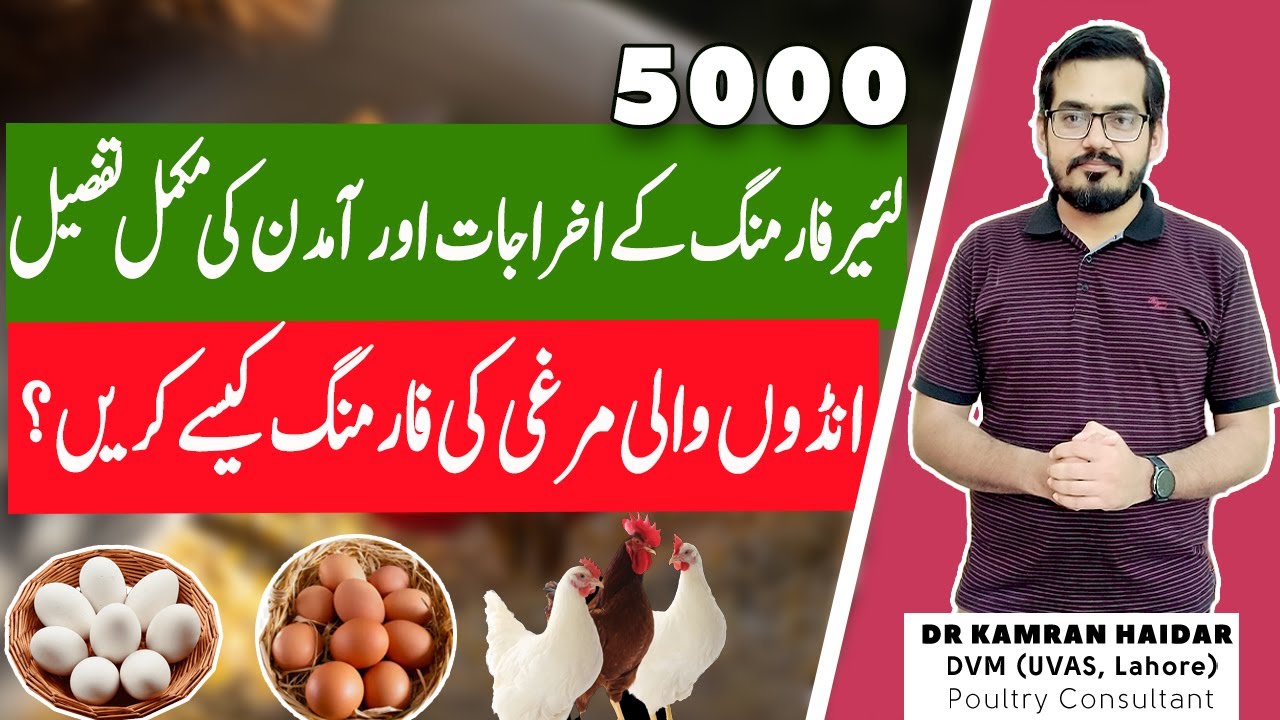 Layer Farming in Pakistan | 5000 Layer Farm Feasibility | How to Start a Successful Layer Farmer