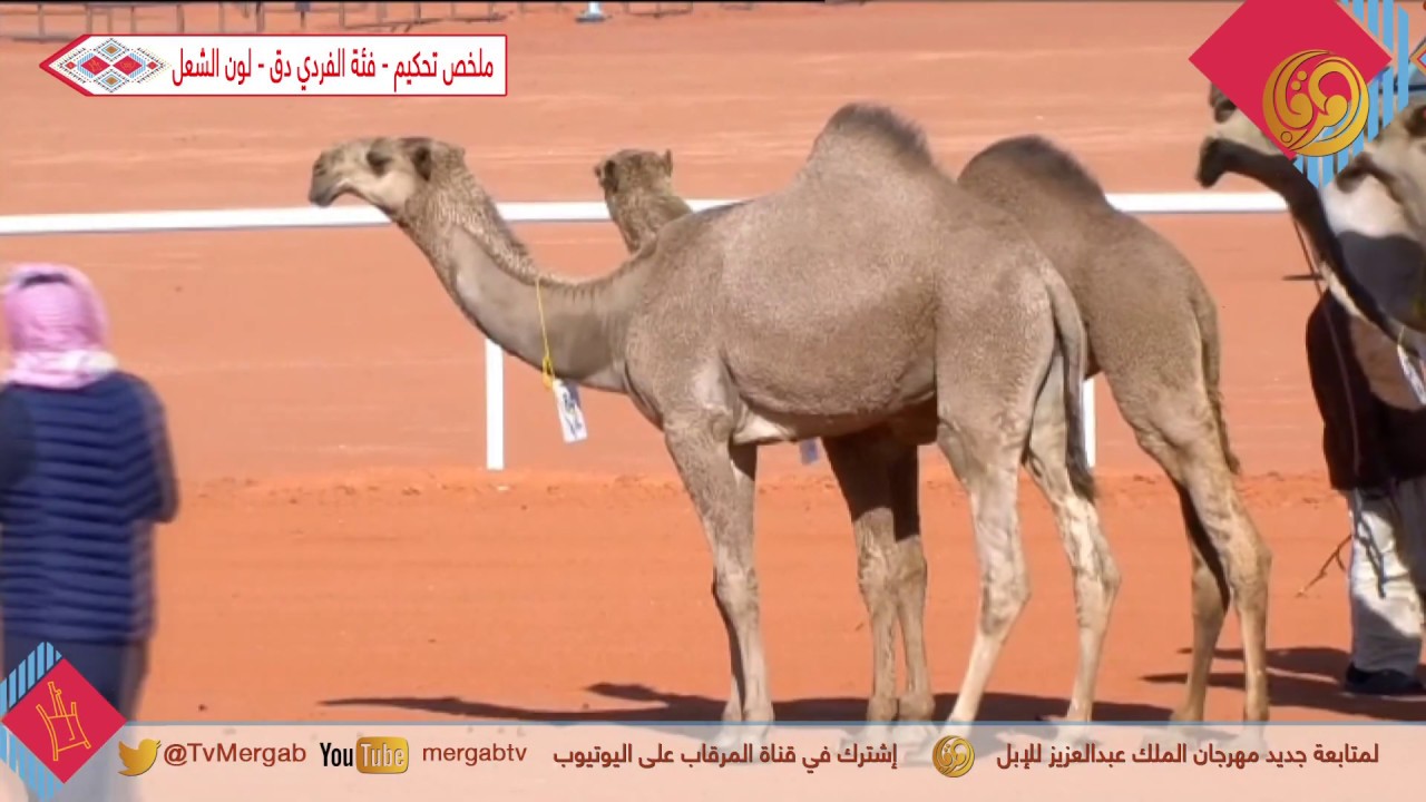 ملخص تحكيم - فئة الفردي دق - لون الشعل  الخميس  26-12-2019م #مهرجان_الملك_عبدالعزيز_للإبل_4