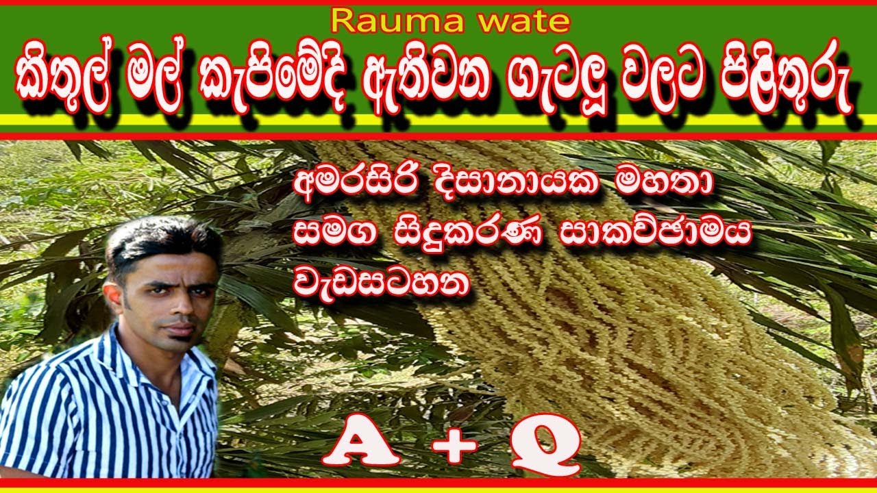 How to make kithul flower | kithul mal kapima | කිතුල් මල් කැපීම | Rauma wate