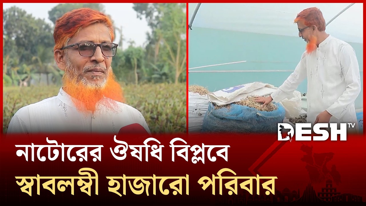 গ্রামজুড়ে ভেষজ সুবাস, নাটোরের ১৫টি গ্রাম এখন কোটি টাকার ঔষধি পল্লি | Desh TV News