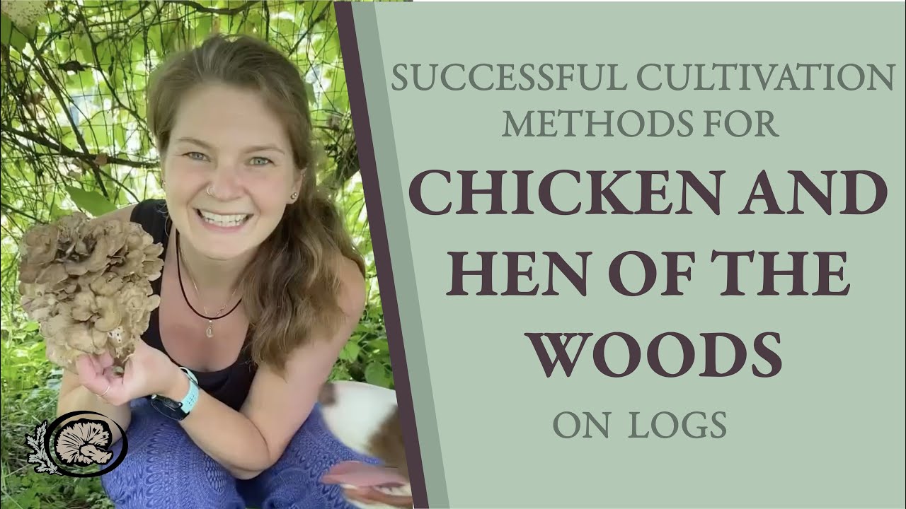 Successful Cultivation Methods for Hen and Chicken of the Woods on Logs