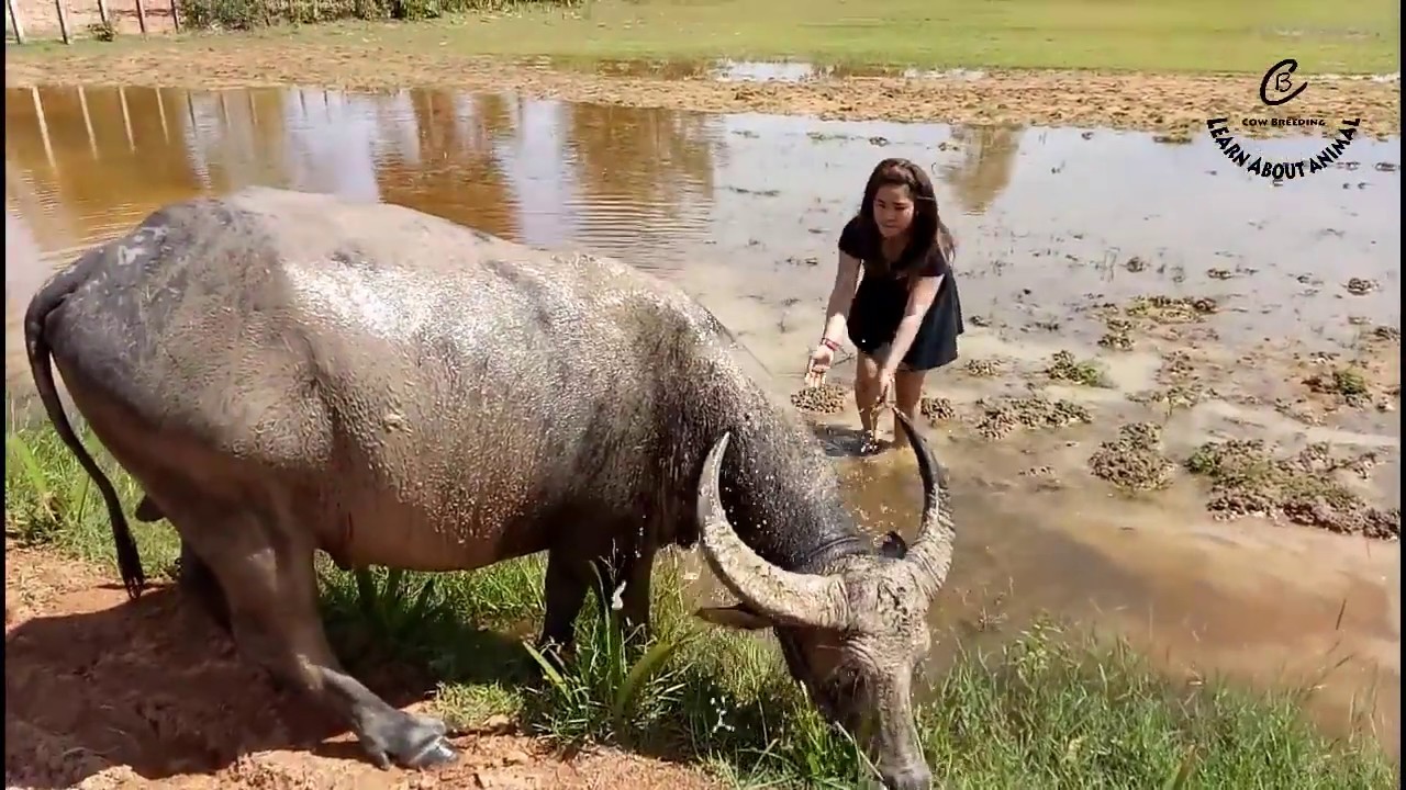 Wow Funny Buffalo and Girl - Girl Take Care Her Buffalo