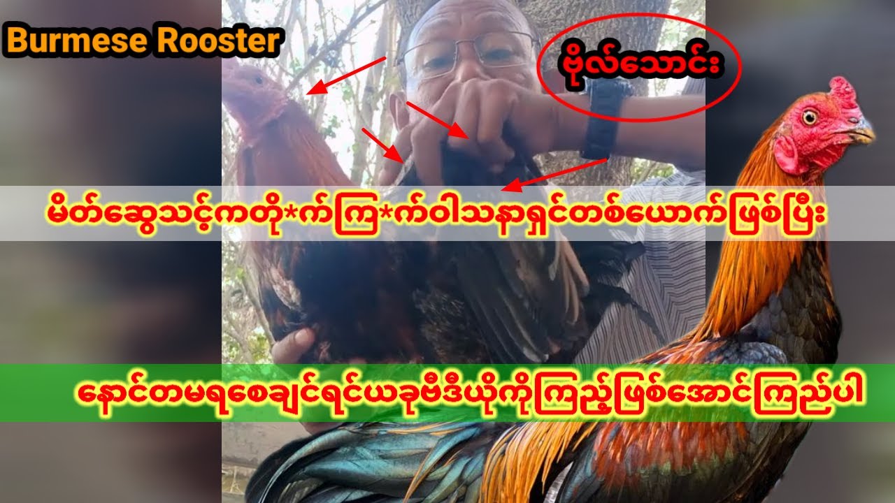 တို*က်ကြ*က်ဝါသနာရှင်များ အတွက် လုံးဝအဖိုးတန့်တဲ့ ဦးဗိုလ်သောင်းပြာပြတဲ့ တို*က်ကြက်အကြာင်းသိကောင်းစရာ