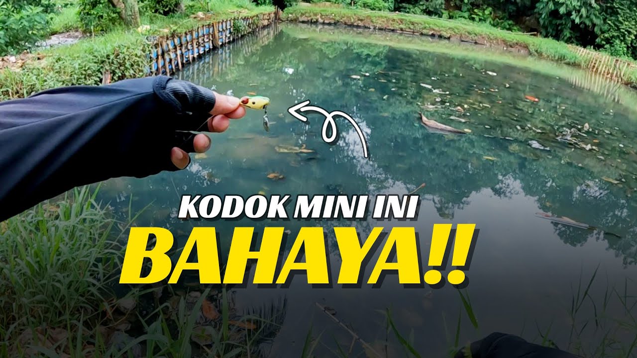 GABUS SEJEMPOL AJA HAUP‼️Casting Umpan Kodok MINI🐸
