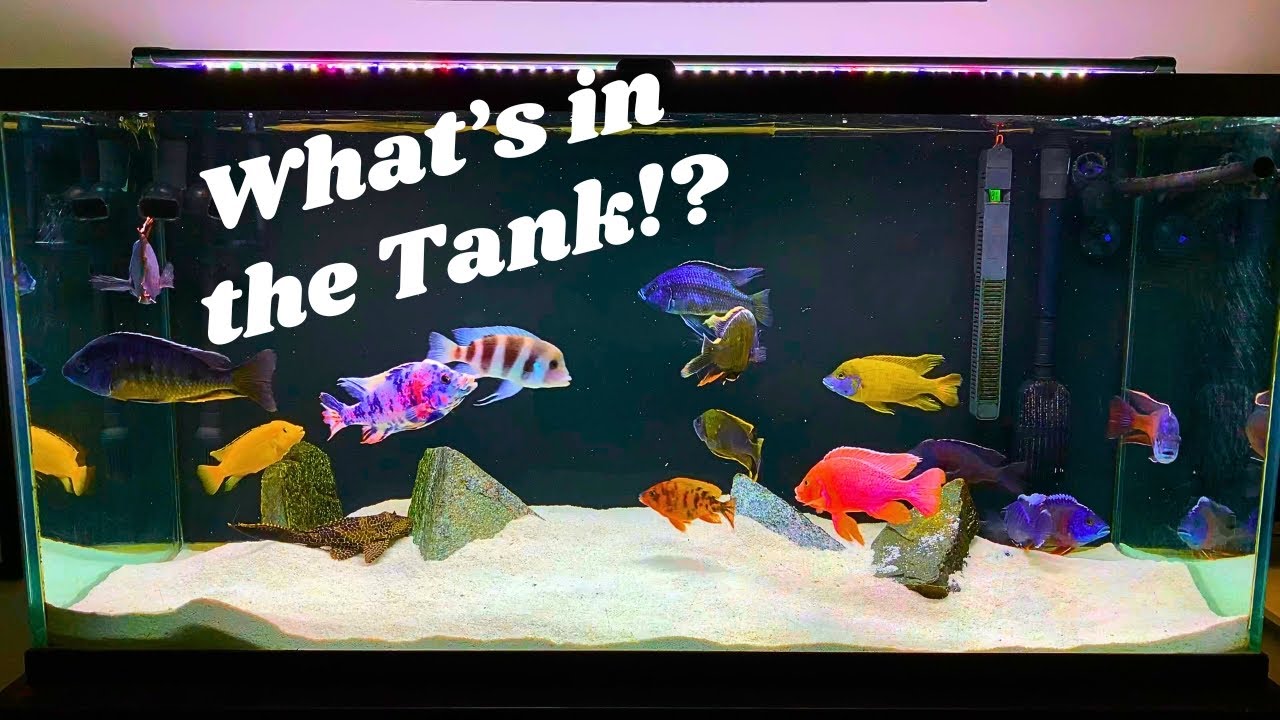 Cichlid Tank Stock List