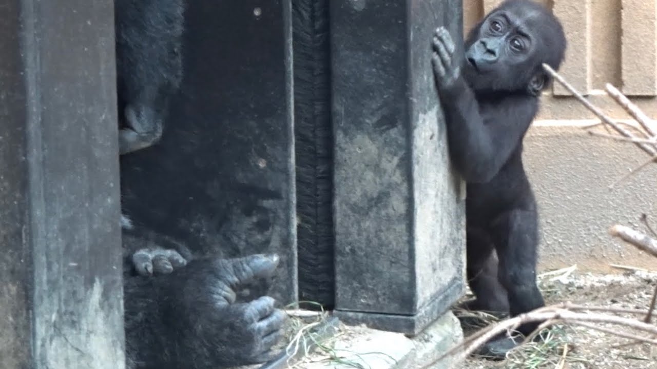 (2019/9)父ちゃんですか？⭐️ゴリラ【京都市動物園】Gorilla /Are you my dad?