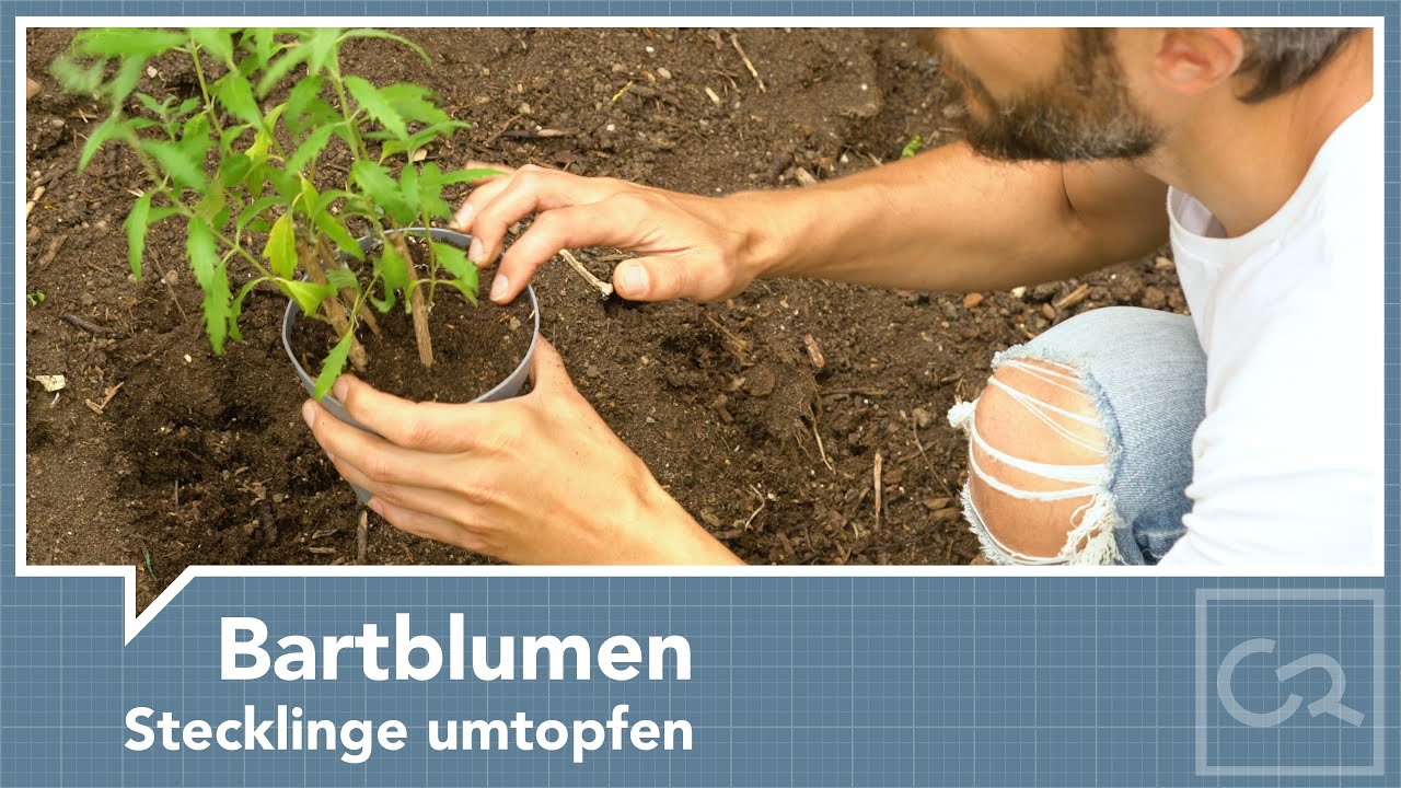 Bartblumen – Stecklinge umtopfen