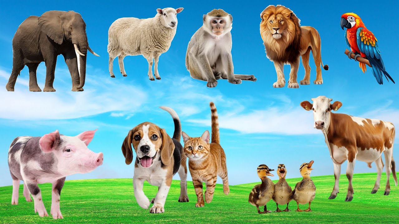 🎤🐾🌿  " Show Diên Hài " Náo Nhiệt Trong Nông Trại - Khi Gà 🐔, Bò 🐄, Mèo 🐱 & Cún 🐶 Cùng Trổ Tài