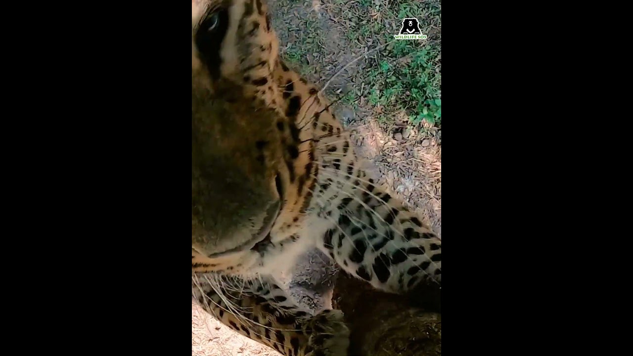 Breaking news: Shankar has officially won the Best Selfie on the Internet award.