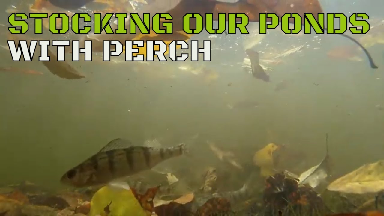 Stocking Perch In Backyard Pond