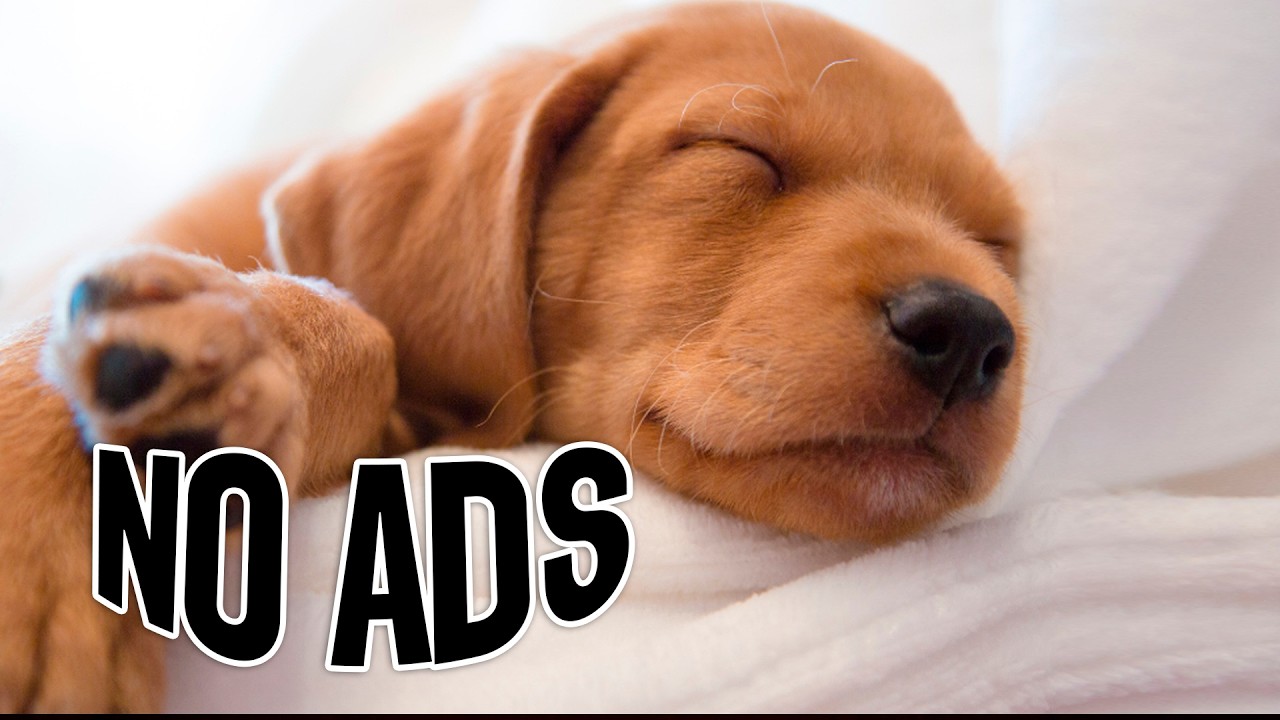 🌞🐶 Deep Sleep Dog During the Day 💤 | Relaxing Music for Dogs to Sleep Calm & Peaceful